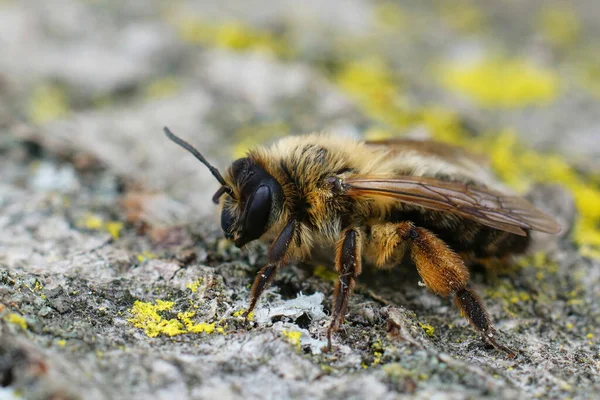 Zbliżenie Samicę Dość Dużej Pszczoły Górniczej Buffish Andrena Nigroaenea Gard — Zdjęcie stockowe