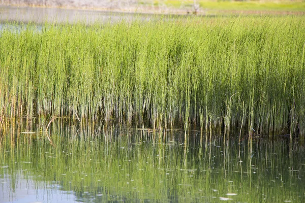 夏天有一磅绿草的沼泽 — 图库照片