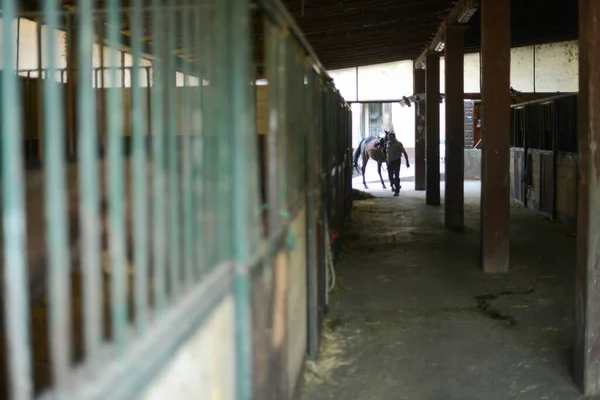 Homem Tirar Cavalo Estábulo Para Montá Num Rancho — Fotografia de Stock