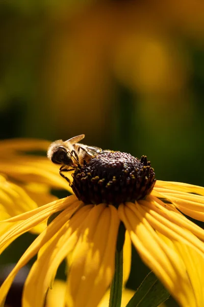 Een Verticaal Macro Shot Van Een Bij Een Gele Bloem — Stockfoto