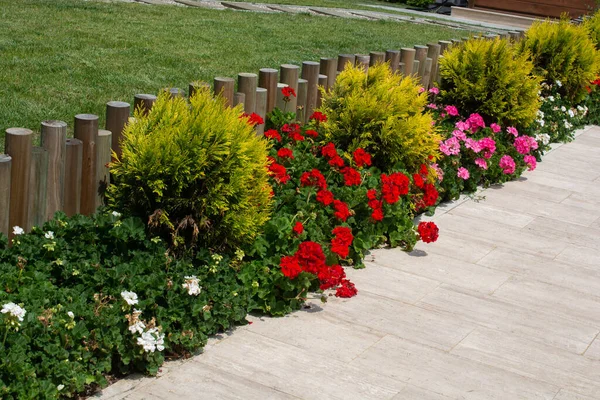 Shot Bushes Flowers Growing Side Fence Park — Stock Photo, Image