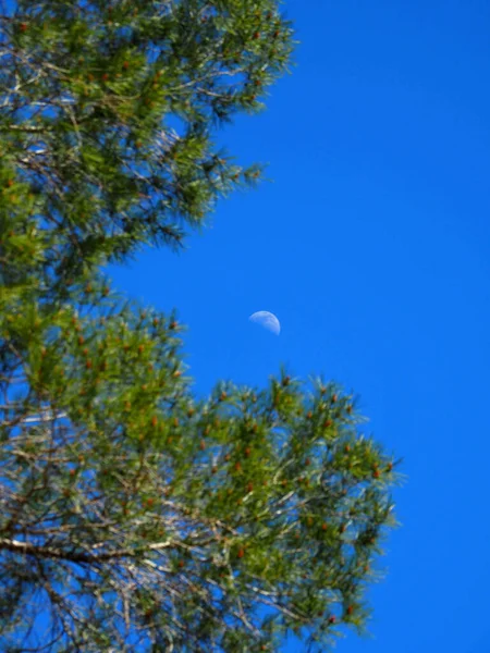 Vertical Shot Daytime Moon Background Tree Branches Leaves — Stock Photo, Image