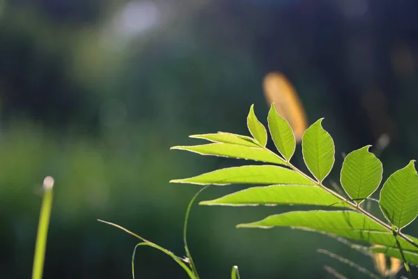 Primer Plano Una Planta Floreciente Hojas — Foto de Stock