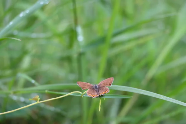 植物の葉に座っている小さな蝶のクローズアップショット — ストック写真