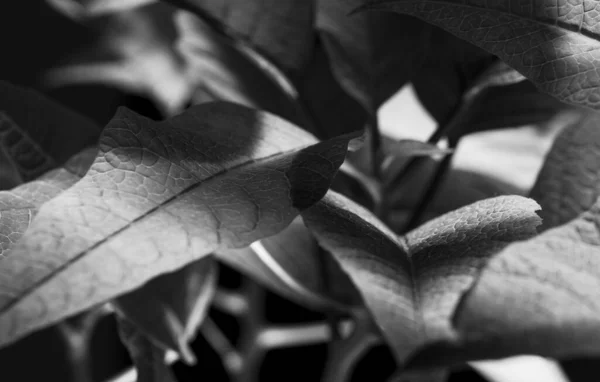 Gros Plan Niveaux Gris Des Détails Sur Les Feuilles — Photo