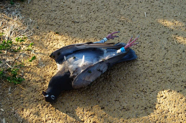 Frankfurt Germany Sep 2021 Dead Carrier Pigeon Country Lane Frankfurt — Stock Photo, Image