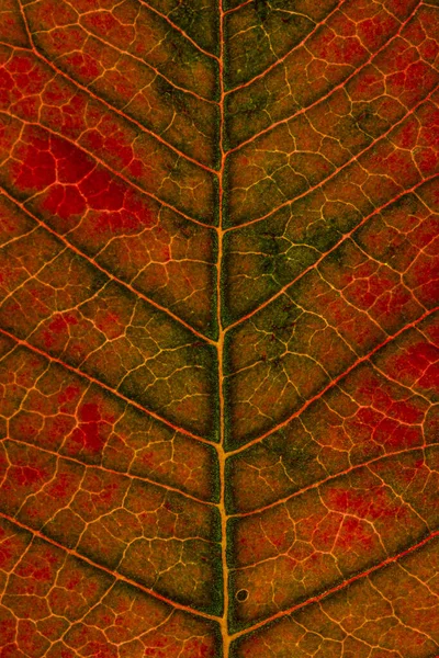 Függőleges Közelkép Texturális Részletekről Egy Vörös Őszi Levélen — Stock Fotó
