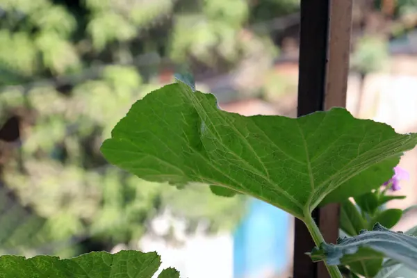 Primer Plano Una Gran Hoja Verde Sobre Fondo Borroso —  Fotos de Stock