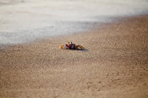 Pequeño Cangrejo Una Playa Arena — Foto de Stock