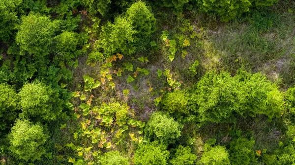 Een Luchtfoto Van Bomen Planten Gras Die Een Lentedag Het — Stockfoto