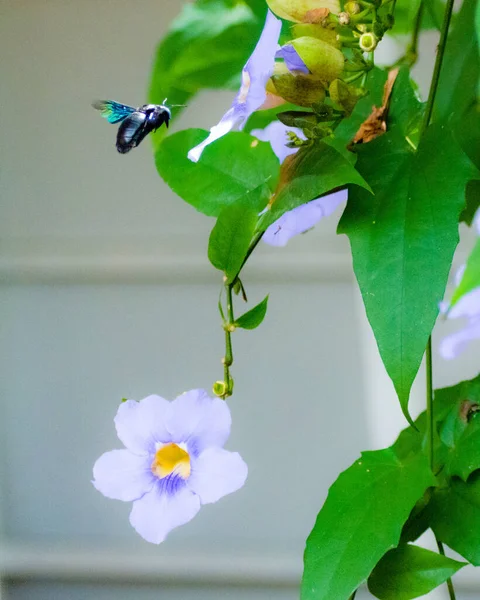 Zbliżenie Owada Latającego Kwitnących Purpurowych Kwiatów Ogrodzie — Zdjęcie stockowe