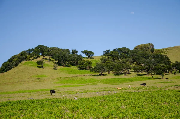 Landscape Cows Grazing Pasturein Fanal Madeira — Stock Photo, Image