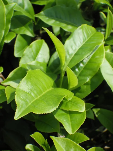Vertical Shot Green Colored Healthy Tea Leaves — Stok Foto