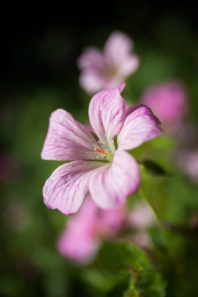 Closeup Beautiful Pink Siberian Geranium Flower — Stock Photo, Image