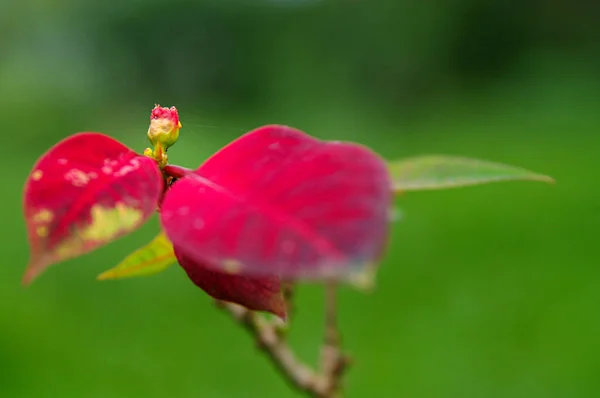 緑の背景に芽と小枝を入れた赤いバラの葉のクローズアップ — ストック写真