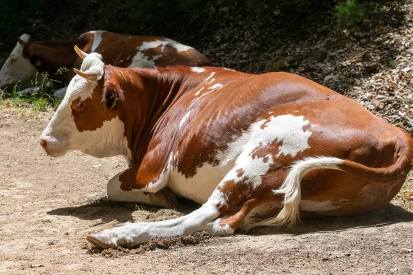 Gros Plan Deux Jolies Grosses Vaches Brunes Blanches Allongées Reposant — Photo