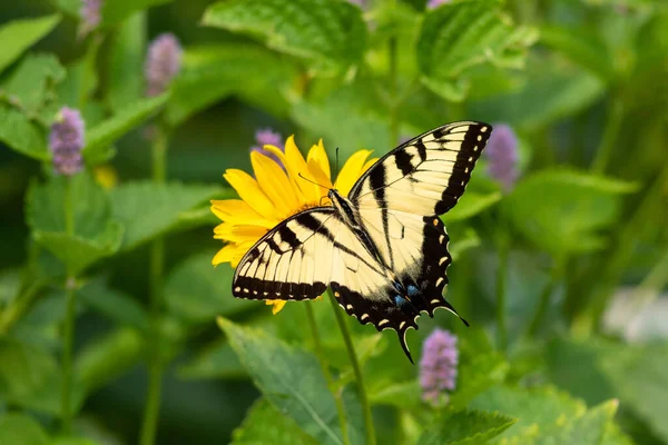 一朵盛开的花朵上的蝴蝶的高角镜头 — 图库照片