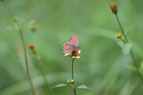 Zbliżenie Ujęcia Małego Motyla Siedzącego Rumianku Kwiat — Zdjęcie stockowe