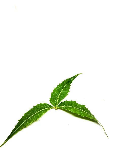 Drei Grüne Blätter Auf Zweigen Isoliert Auf Weißem Hintergrund — Stockfoto