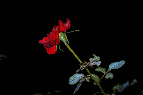 Gros Plan Une Rose Rouge Décolorée Sur Fond Noir Isolé — Photo