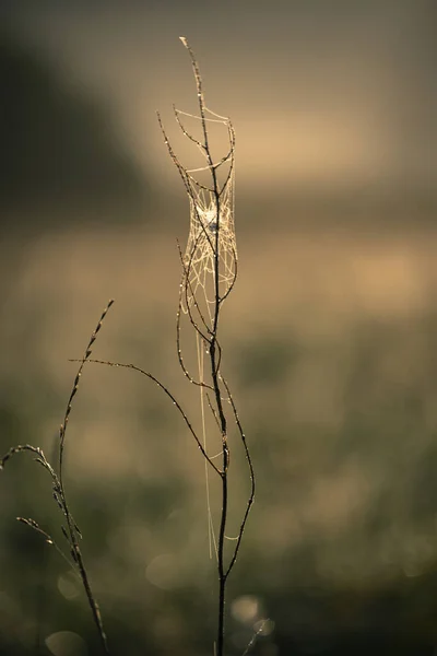 Closeup Plant Blurred Background — Stock Photo, Image