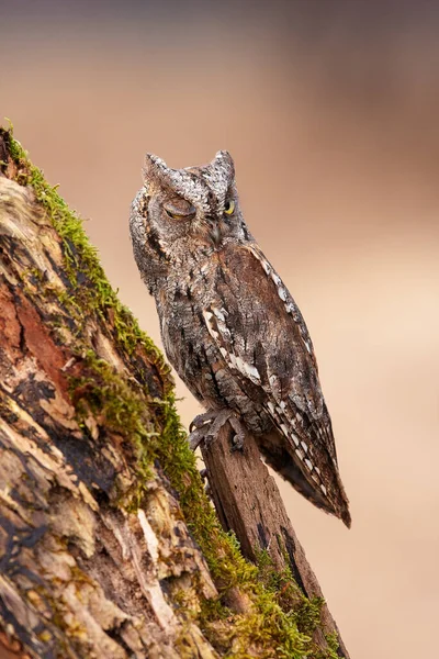 Eurasian Scops Coruja Uma Árvore — Fotografia de Stock