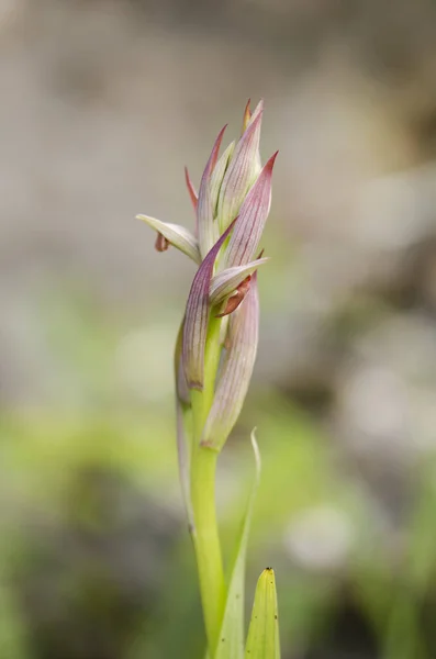 Vertical Closeup Shot Blooming Wild Small Flowered Tongue Orchid — Stock Photo, Image