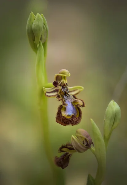 Açık Havada Güzel Bir Ayna Orkidesinin Dikey Görüntüsü — Stok fotoğraf