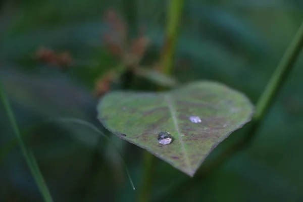 Primo Piano Gocce Pioggia Una Foglia Verde — Foto Stock