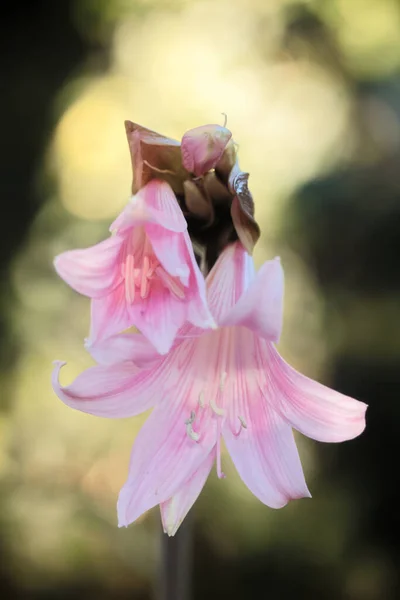 Вертикальный Снимок Бельладонны Jersey Lily — стоковое фото