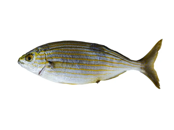 Salema Vepřové Ryby Izolované Bílém Pozadí Volným Prostorem Pro Text — Stock fotografie