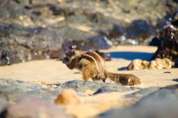 ตะว นออก Chipmunk Tamias Striatus วบนชายหาดทราย — ภาพถ่ายสต็อก