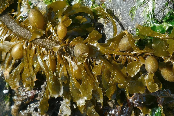 膀胱爆裂海藻的特写镜头 — 图库照片