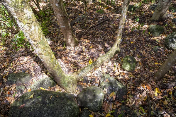 Tropikal Kuzey Queensland Avustralya Nın Yağmur Ormanlarında Orman Zemini Yukarıdan — Stok fotoğraf