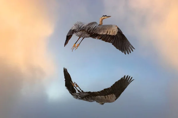 Ein Silberreiher Fliegt Bei Nebligem Sonnenaufgang Über Den Maine Teich — Stockfoto