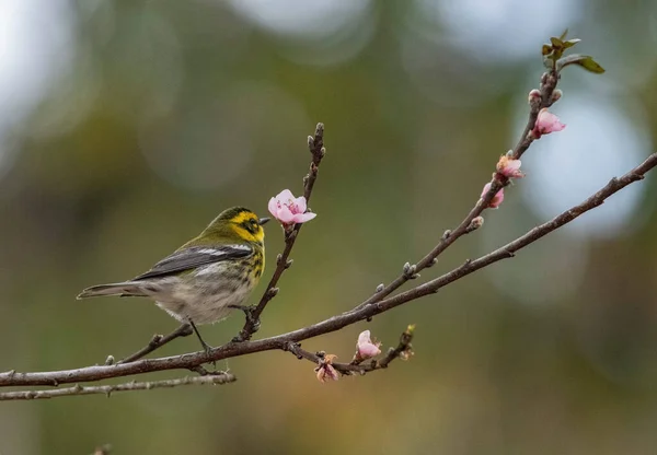 Concentration Sélective Petit Oiseau Paruline Perché Sur Une Branche Arbre — Photo