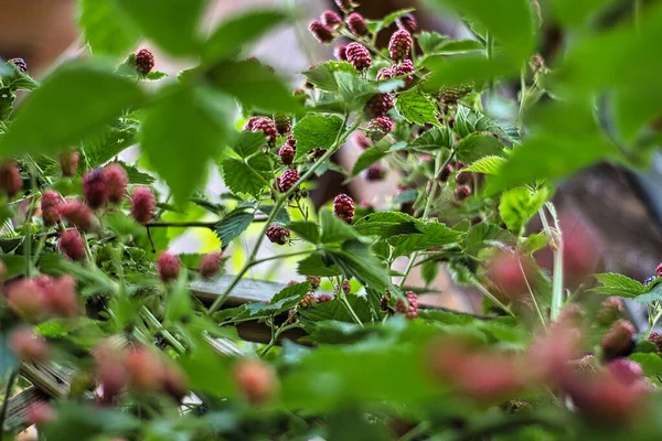 Ein Selektiver Fokus Auf Reifende Himbeeren — Stockfoto