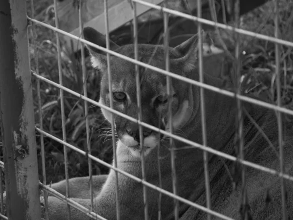 Leão Majestoso Cedar Cove Feline Conservation Education Center Kansas Grayscale — Fotografia de Stock