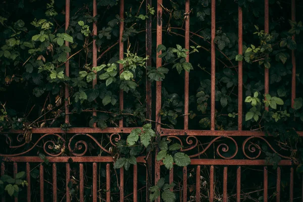 Krásný Výhled Zelené Listí Kovovou Branou — Stock fotografie