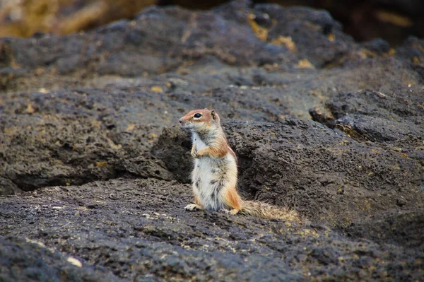 ตะว นออก Chipmunk Tamias Striatus ในธรรมชาต — ภาพถ่ายสต็อก