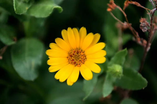 Eine Nahaufnahme Einer Gelben Blume Einem Garten Sonnenlicht — Stockfoto