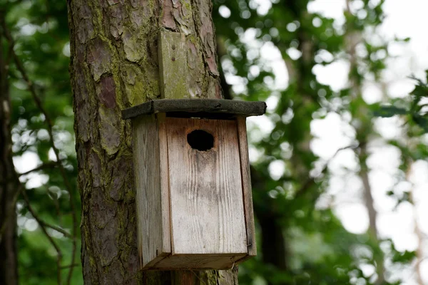 森の中の木の鳥の家 — ストック写真