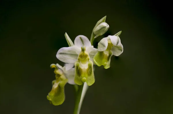 一朵盛开的野生白蝇兰花的特写镜头 — 图库照片