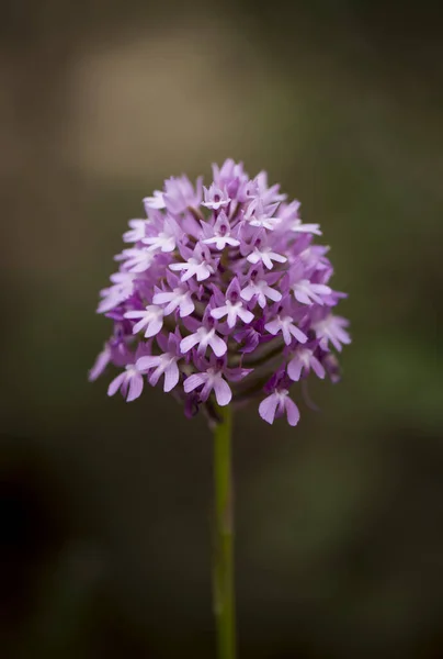 Pionowe Ujęcie Pięknej Piramidalnej Orchidei Zewnątrz — Zdjęcie stockowe