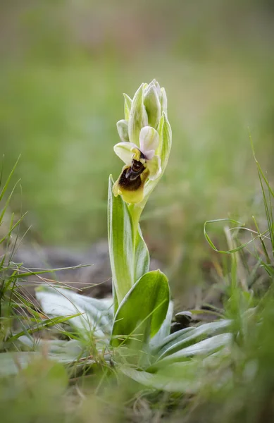 Vertical Shot Beautiful Sawfly Orchid Outdoors — Stock Photo, Image