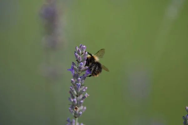 Närbild Bild Bild Ett Pollinera Lavendel Blomma Med Suddig Bakgrund — Stockfoto