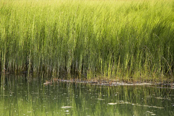 Una Libra Pantano Con Hierba Verde Verano — Foto de Stock