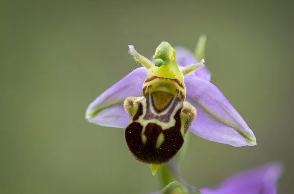 Plan Macro Une Belle Orchidée Abeille Plein Air — Photo