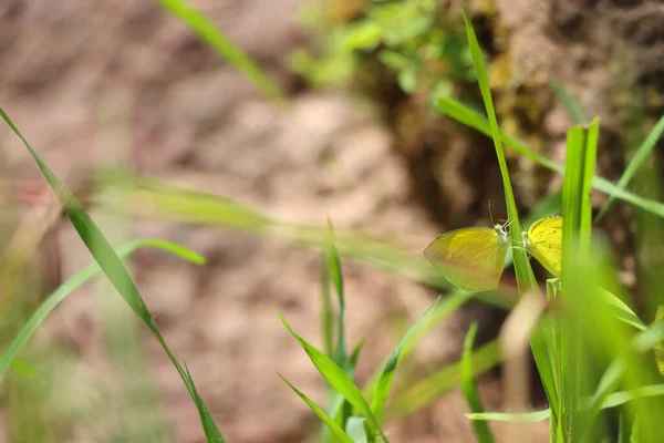 小蝴蝶坐在植物叶子上的特写镜头 — 图库照片