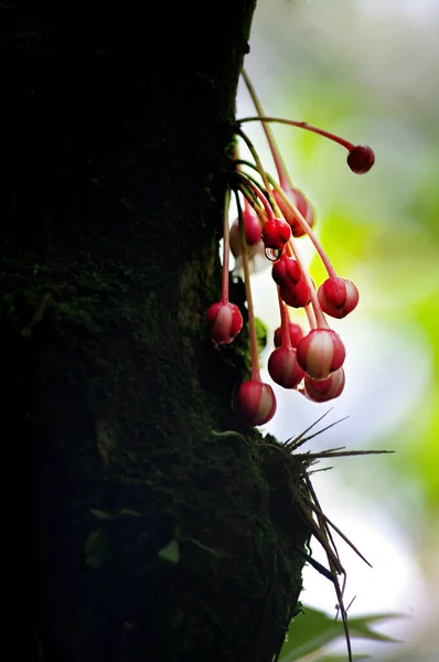 Vertical Shot Berries Branch Green Background — Stok Foto